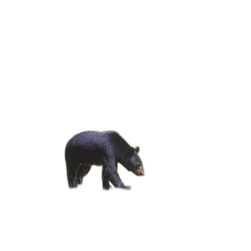 animal, creature, furniture, weapon transparent PNG cut-out
