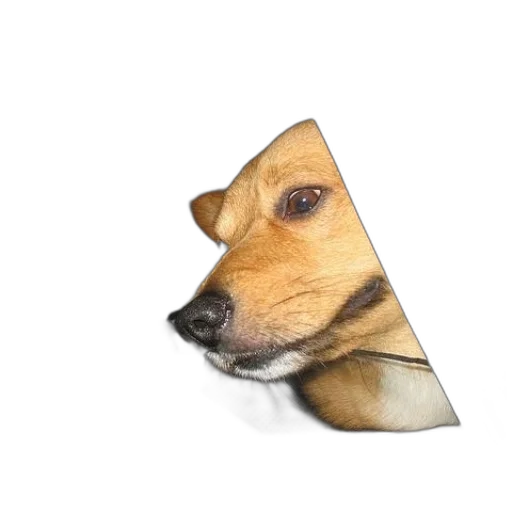 animal, face, umbrella, hat transparent PNG cut-out