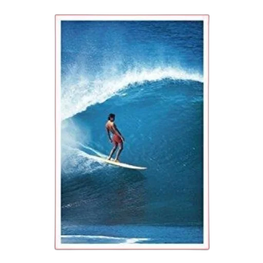 animal, hair, creature, surfer transparent PNG cut-out