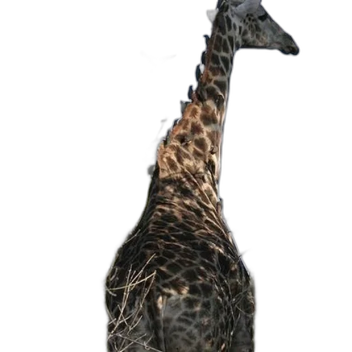 animal, creature, staff, dragon transparent PNG cut-out