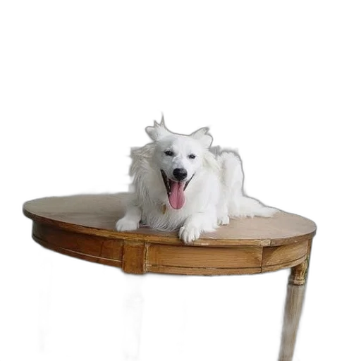 furniture, animal, crown, creature transparent PNG cut-out