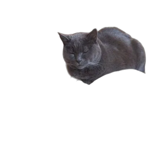 animal, hat, creature, crown transparent PNG cut-out