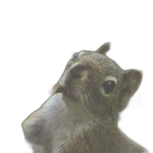 animal, creature, staff, face transparent PNG cut-out