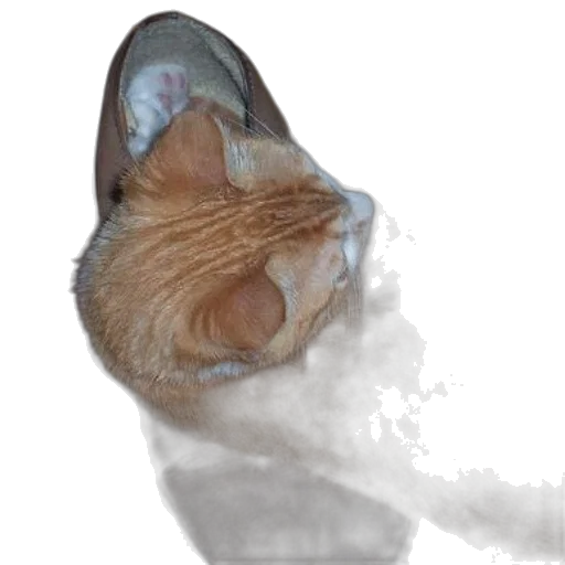 mask, hat, animal, staff transparent PNG cut-out