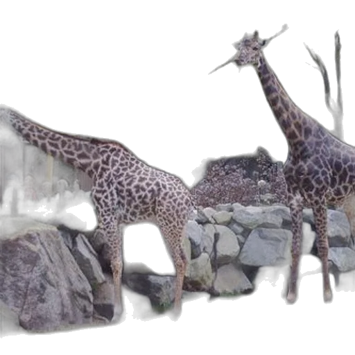 animal, creature, 3d render, concept art transparent PNG cut-out