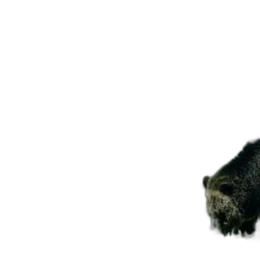 animal, creature, hair, staff transparent PNG cut-out