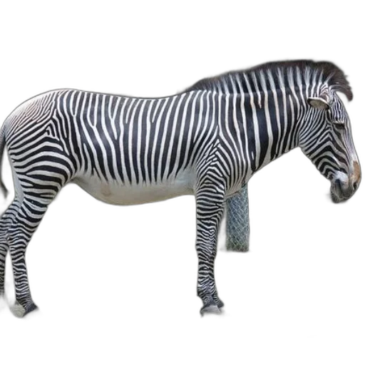animal, creature, jewelry, staff transparent PNG cut-out
