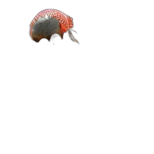 animal, creature, hat, hair transparent PNG cut-out