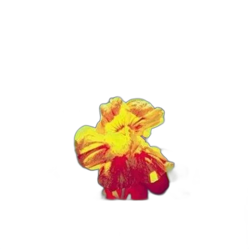 flower, jewelry, crown, food transparent PNG cut-out