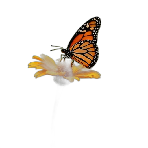 flower, animal, umbrella, food transparent PNG cut-out