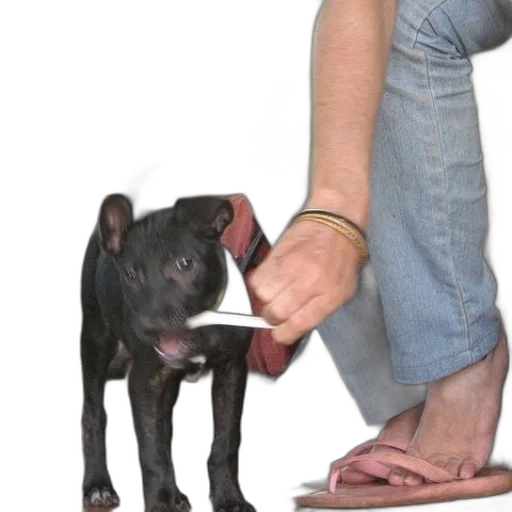 staff, animal, weapon, creature transparent PNG cut-out