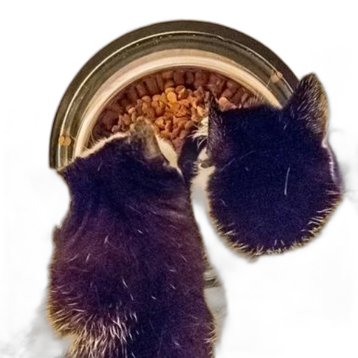 food, animal, hair, hat transparent PNG cut-out