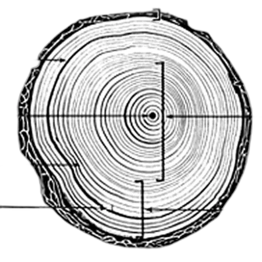 tree, hair, furniture, crown transparent PNG cut-out