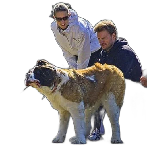 animal, creature, couple, their transparent PNG cut-out