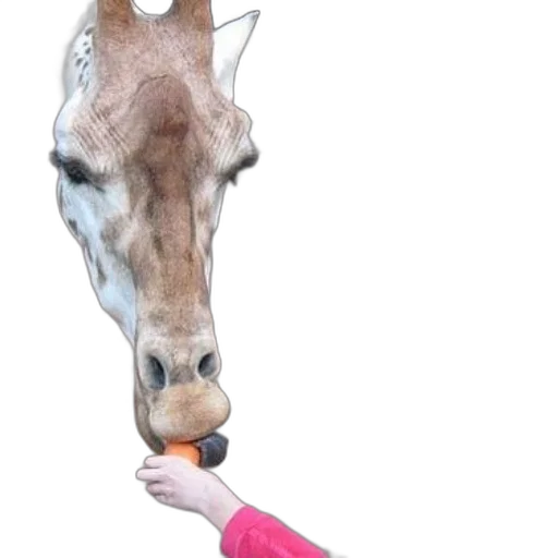 animal, staff, creature, food transparent PNG cut-out