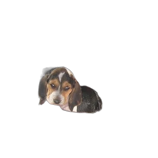 animal, creature, face, staff transparent PNG cut-out