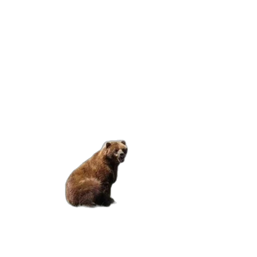 animal, creature, staff, hair transparent PNG cut-out