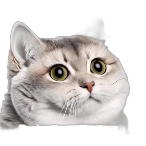 animal, face, creature, food transparent PNG cut-out