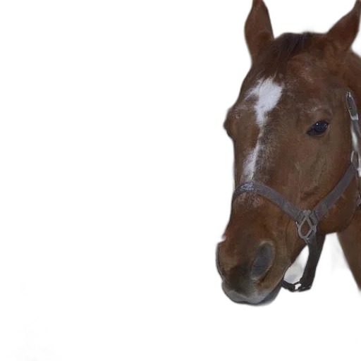 animal, creature, face, photorealistic transparent PNG cut-out