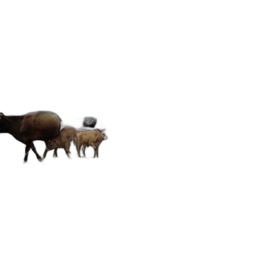 animal, creature, furniture, car transparent PNG cut-out
