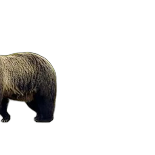 animal, creature, hair, staff transparent PNG cut-out