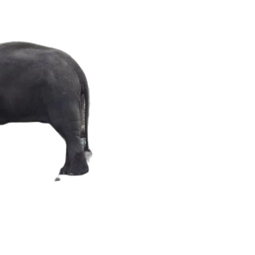animal, hat, creature, hair transparent PNG cut-out