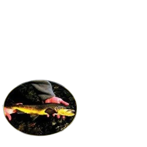jewelry, hat, food, animal transparent PNG cut-out