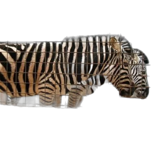 weapon, animal, furniture, bottle transparent PNG cut-out