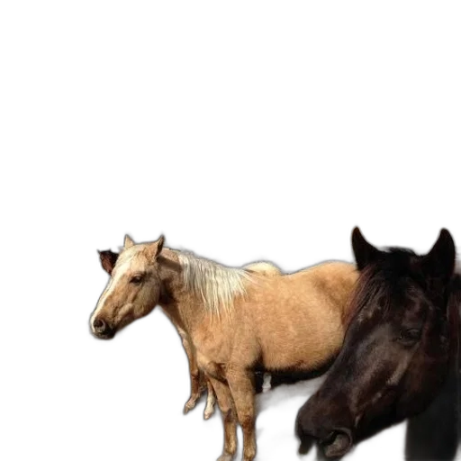 animal, creature, hair, staff transparent PNG cut-out