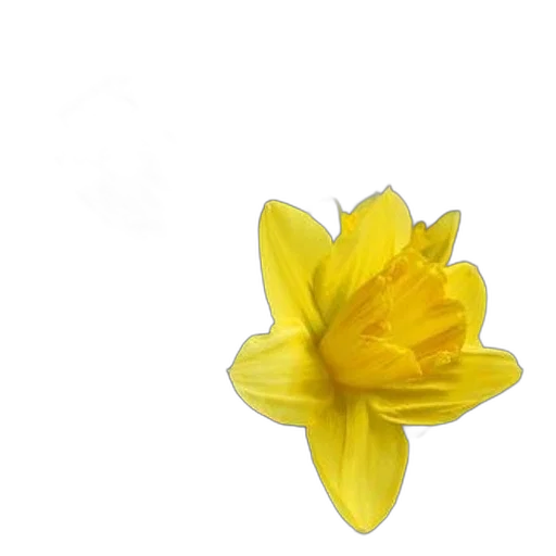flower, crown, jewelry, dress transparent PNG cut-out
