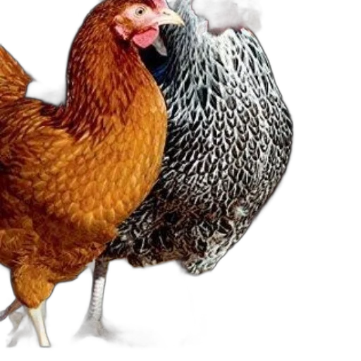 animal, food, photorealistic, two transparent PNG cut-out