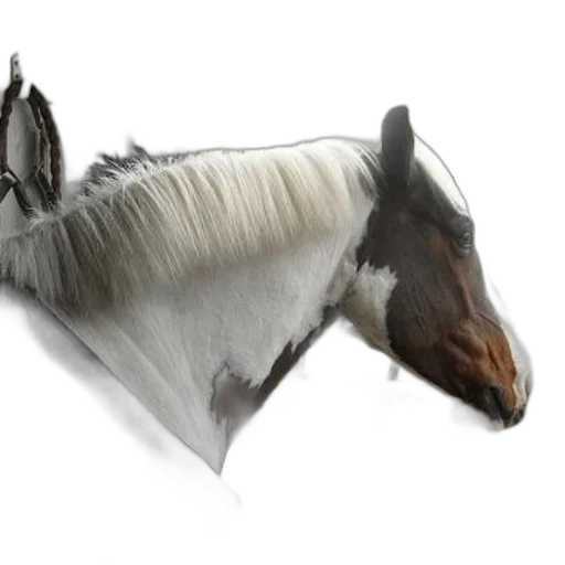 animal, hair, hat, crown transparent PNG cut-out