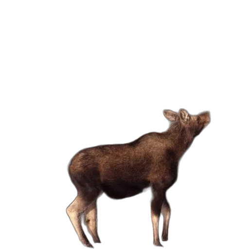 animal, creature, crown, food transparent PNG cut-out