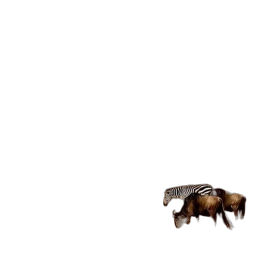 animal, creature, hair, furniture transparent PNG cut-out