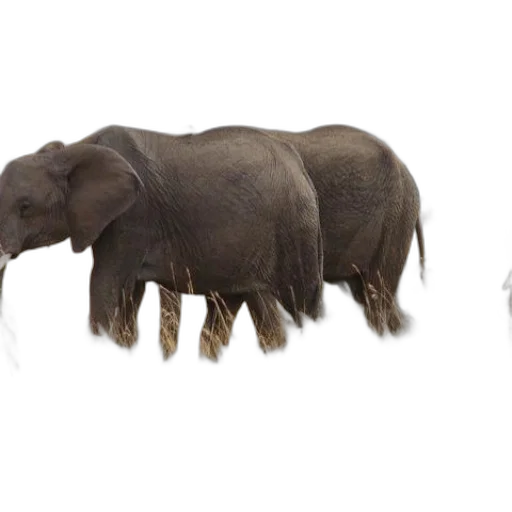 animal, creature, concept art, 3d render transparent PNG cut-out