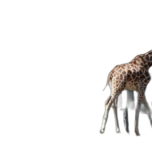 animal, creature, hair, umbrella transparent PNG cut-out