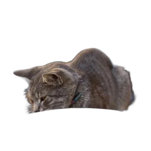 animal, creature, hat, staff transparent PNG cut-out