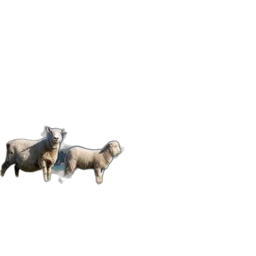 animal, creature, car, food transparent PNG cut-out