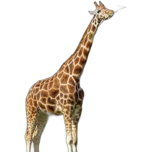 animal, creature, staff, dress transparent PNG cut-out