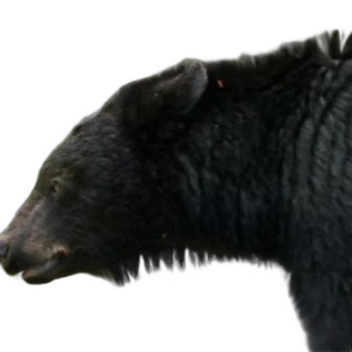 animal, creature, hair, staff transparent PNG cut-out