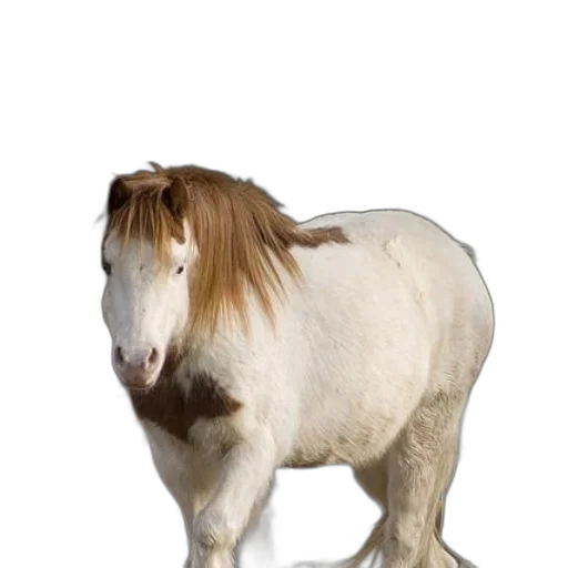 animal, creature, hair, hat transparent PNG cut-out