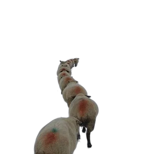 animal, staff, weapon, creature transparent PNG cut-out