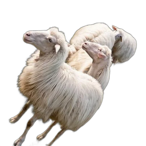 animal, hair, creature, food transparent PNG cut-out