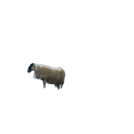animal, creature, robot, weapon transparent PNG cut-out