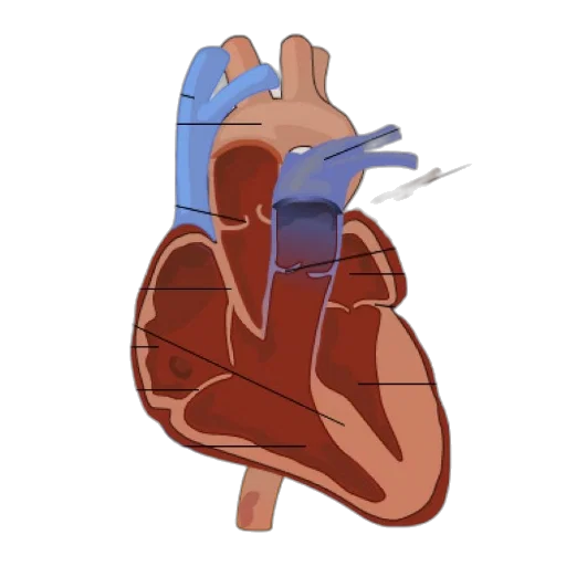 concept art, pixel art, anatomical, diagram transparent PNG cut-out