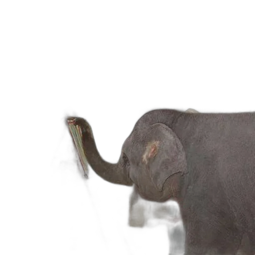 animal, creature, staff, hat transparent PNG cut-out