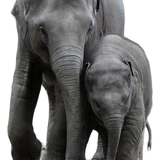 animal, creature, photorealistic, mother transparent PNG cut-out