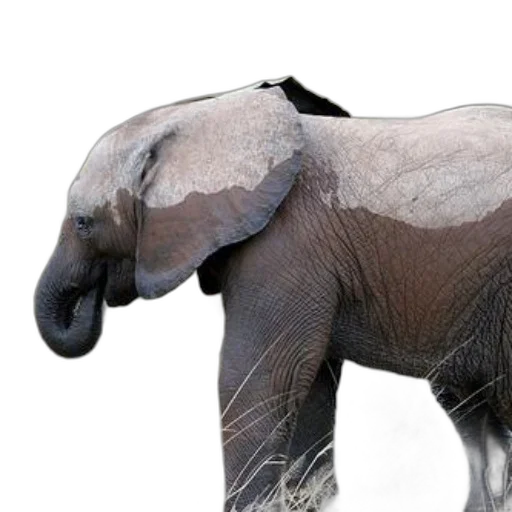 animal, creature, staff, hat transparent PNG cut-out