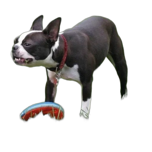 staff, animal, creature, jewelry transparent PNG cut-out