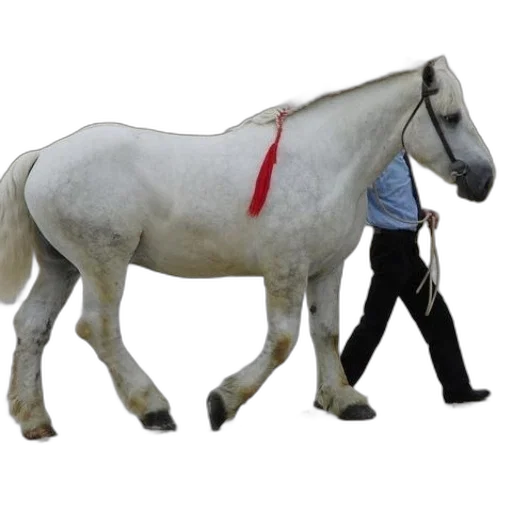 staff, animal, sword, creature transparent PNG cut-out